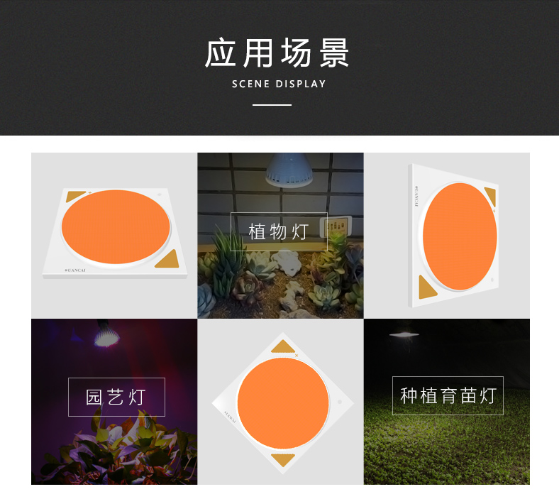 植物灯COB光源38*38/35 300W 普瑞芯片 cob led 全光谱植物灯光源(图2)