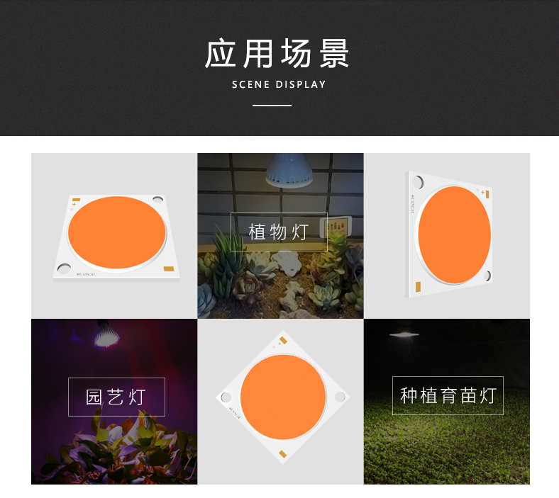 全光谱cob光源3535/30  300W 全光谱cob灯珠植物灯光源 仿太阳光(图2)