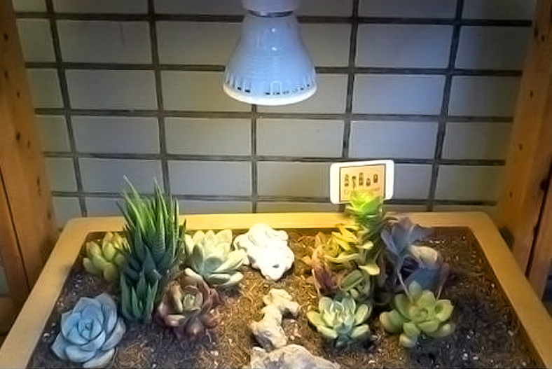 全光谱cob光源3535/30  300W 全光谱cob灯珠植物灯光源 仿太阳光(图4)