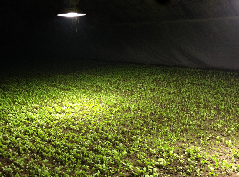 植物灯COB光源 28*28/24  200W 普瑞芯片  LED 植物灯COB灯珠(图3)